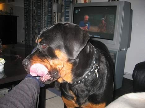 Rottweiler Chica  *Død Nov. 2008 * billede 9