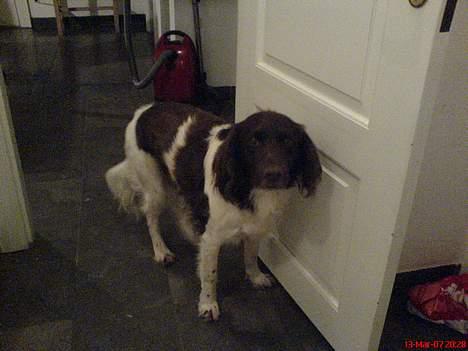 Kleiner münsterländer Rösti - mad mad mad jeg elsker mad billede 4