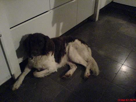 Kleiner münsterländer Rösti - gå nu væk med det kamera jeg er træt!! billede 5