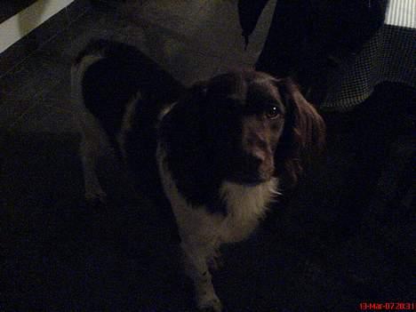 Kleiner münsterländer Rösti - den lille mad glade hund!! billede 6