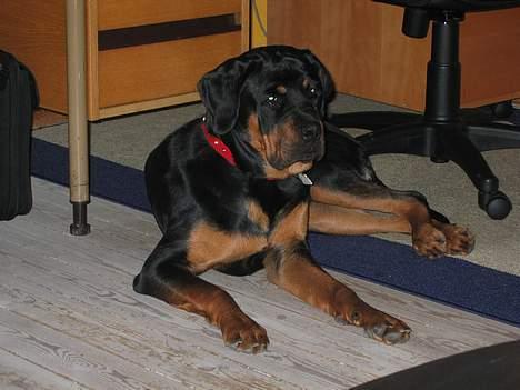 Rottweiler Chica  *Død Nov. 2008 * - Her er jeg 10mdr. billede 10