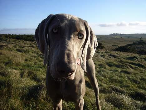 Weimaraner Sønderskovens Danaweim - Hej billede 6