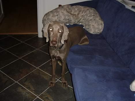 Weimaraner Sønderskovens Danaweim - Sådan må jeg vist godt sidde i sofaen billede 7