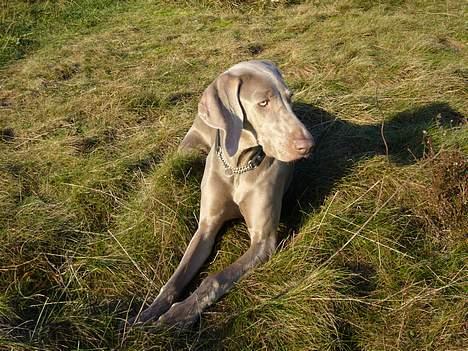 Weimaraner Sønderskovens Danaweim - Så skal der slikkes solskin billede 8