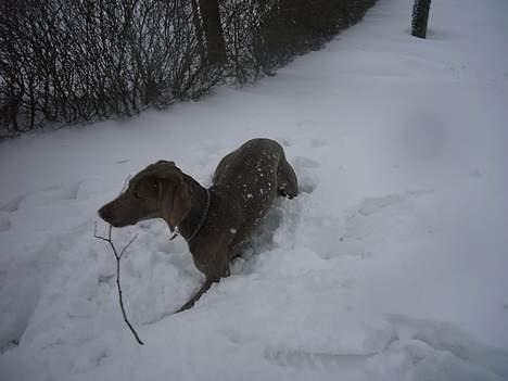 Weimaraner Sønderskovens Danaweim - Hvad er det for noget sjovt hvidt noget, der ligger over alt?? billede 9
