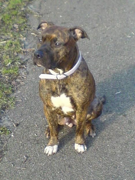 Amerikansk staffordshire terrier Angel billede 6