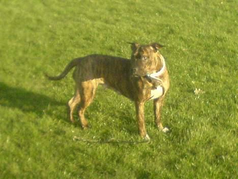 Amerikansk staffordshire terrier Angel billede 7