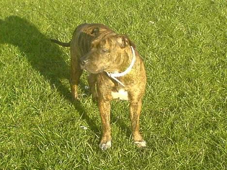 Amerikansk staffordshire terrier Angel billede 9