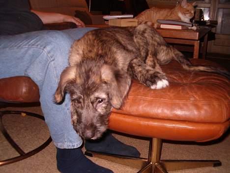 Irsk ulvehund Angel - Angel , 8  uger  ...var  da  jeg  stadig  kunne  ligge  på taburetten  ,  det  kan jeg IKKE  mere   billede 1