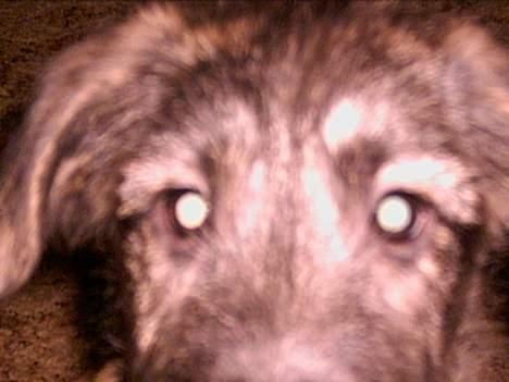 Irsk ulvehund Angel - Nærkontakt  af 1erste  grad . billede 2