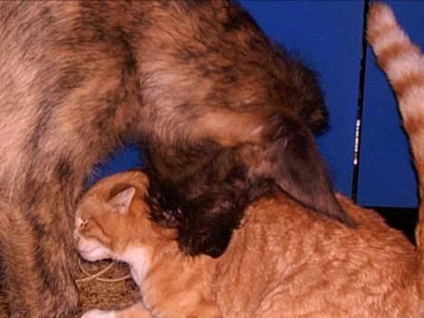 Irsk ulvehund Angel - i  kill  that  fuciking  kat  ..(  Bigfoot  overlevede  i  fin  stil  ) billede 3