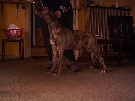 Irsk ulvehund Angel - Lidt  mørkt billede    men  Angel  i  stå stræning  . billede 4
