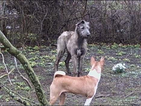 Irsk ulvehund Angel - Angel  og  Aslan  (  5  mdr  og  7  år   men  leger  fint  sammen  )   billede 5