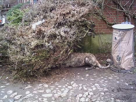 Irsk ulvehund Angel - Mon  der  er  en  KAT  ???? billede 6