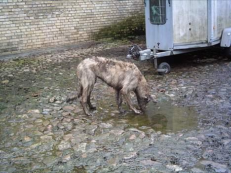 Irsk ulvehund Angel - WAUWWW    en  VANDPYT  billede 7