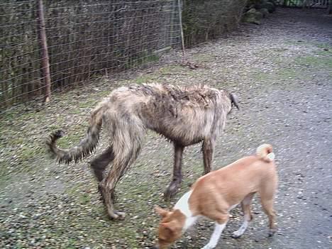 Irsk ulvehund Angel - Angel  og Aslan  i  samleg  . billede 8