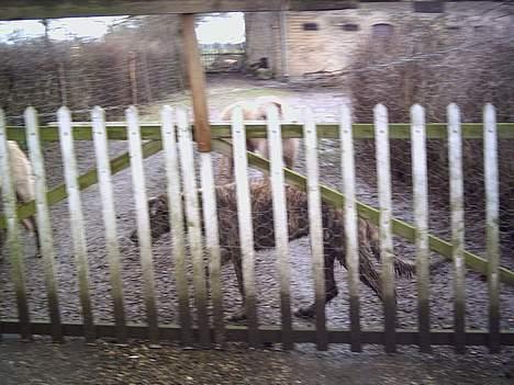 Irsk ulvehund Angel - Angel  bagved  lågen  . billede 9