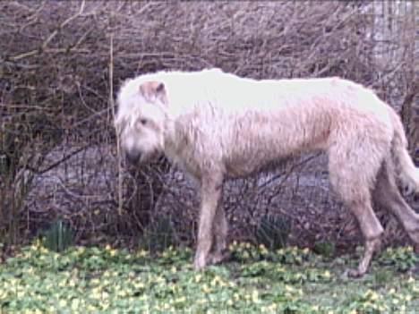 Irsk ulvehund  Sandie  - åå  ..den  nye  vovse  i  flokken   billede 1