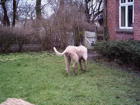 Irsk ulvehund  Sandie  - wauw  ..tror  jeg  så  en  kat  billede 2