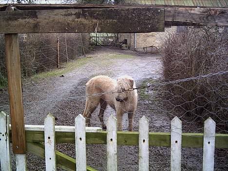 Irsk ulvehund  Sandie  - Ved  lågen   ..der  er  noget  spændende  udenfor   billede 3