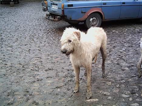 Irsk ulvehund  Sandie  - Sandie  (  dagen  efter  vi  overtog  hende )   billede 4