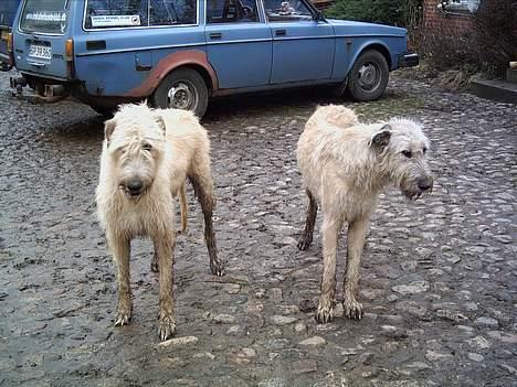 Irsk ulvehund  Sandie  - Sandie  og  hendes  søster  Tara   billede 5
