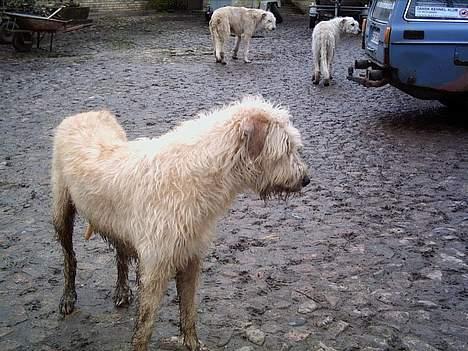 Irsk ulvehund  Sandie  - Sandie . billede 6