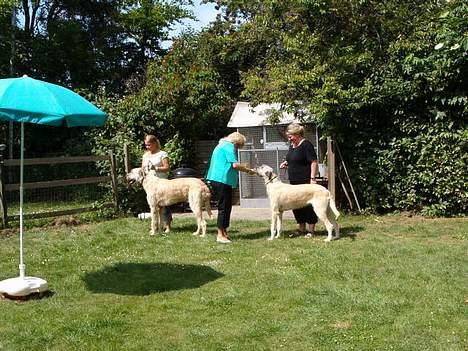 Irsk ulvehund  Sandie  - Jeg  Vandt  .... (  Tåsinge  træffet  2006  )   billede 7