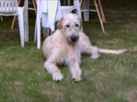 Irsk ulvehund  Sandie  - ååå   hvor  er  jeg  bare dejlig  !!!!!! billede 8