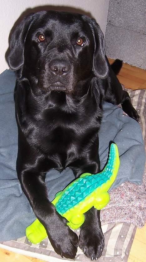 Labrador retriever Barco - Her putter jeg sammen med dille billede 2