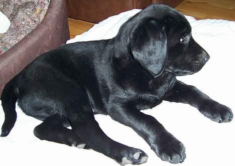 Labrador retriever Barco - Her er jeg lige kommet hjem til mit nye hjem, 8 uger billede 3