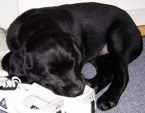 Labrador retriever Barco - 9uger gammel og rigtig træt efter at have leget med Trofast hele dagen billede 4