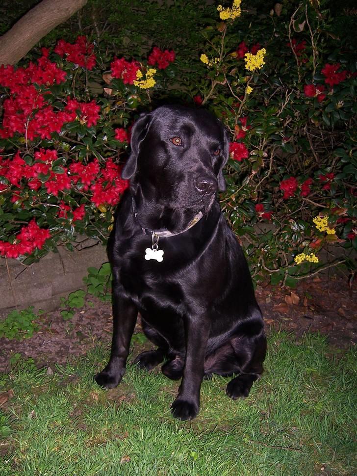 Labrador retriever Barco - Ahh.. en dejlig forårs dag i min nye have billede 5