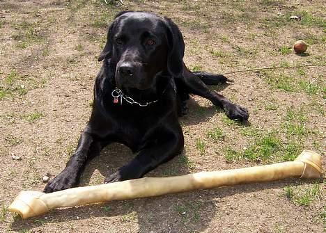 Labrador retriever Barco - Mums... de har nogle gode kødben på mors arbejde billede 6