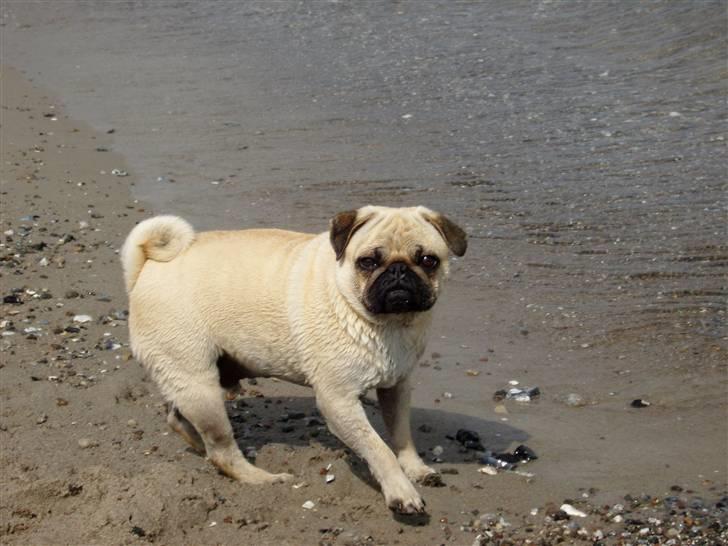 Mops Diablo - vandhunden på nyborg strand *d. 21/08 - 08 *  billede 19