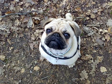 Mops Diablo - altså giv mig nu bare den godbid!!!!  *diablo 9 måneder* billede 20