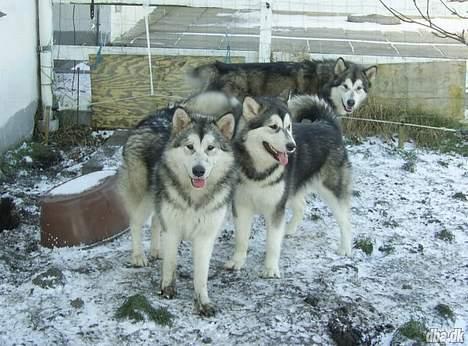 Alaskan malamute Kia - Kia til venstre forrest.  billede 14