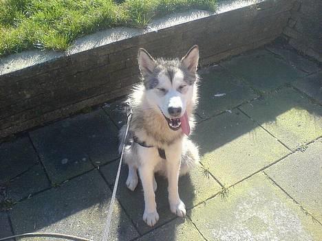 Alaskan malamute Kia billede 15