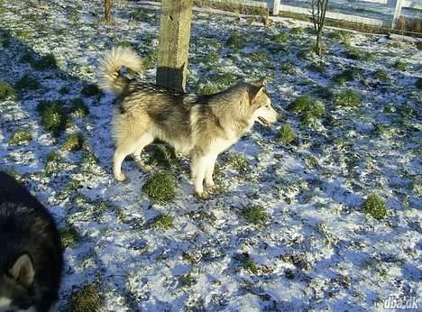 Alaskan malamute Kia billede 16