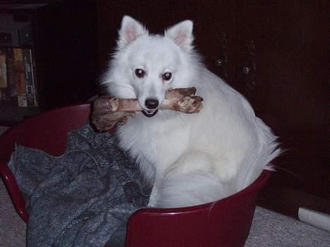 Japansk spids "~Akita R.I.P.~" - Akita på sin fødselsdag 11/3 2007 1år, nyder sit fødselsdags ben billede 13