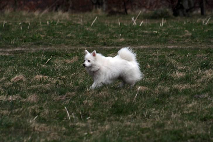 Japansk spids "~Akita R.I.P.~" - I løb i golfparken, i Aalborg. billede 15