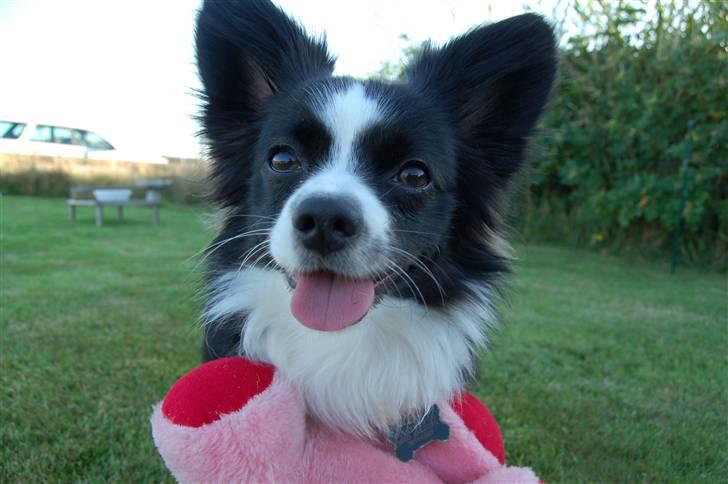 Papillon Kiddo billede 1