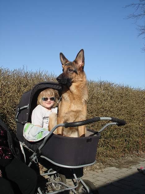 Schæferhund Sonto´s Oline - Oline og Stella :-) Oline syntes også at hun skulle op i barnevognen hos stella :-) nu når Pingo godt måtte :-) billede 9
