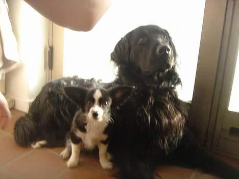 Papillon Kiddo billede 2