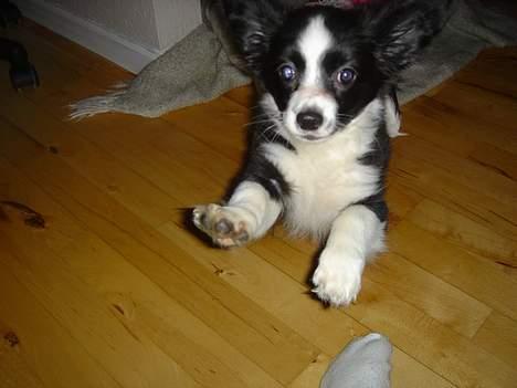 Papillon Kiddo billede 3