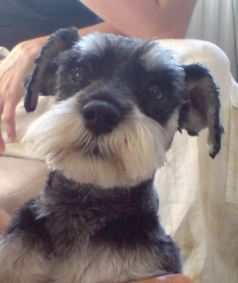 Dvaergschnauzer Copy - da jeg fik ham var han nyklippet... billede 5