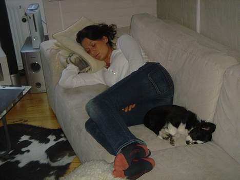 Papillon Kiddo billede 4