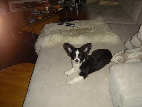 Papillon Kiddo billede 5