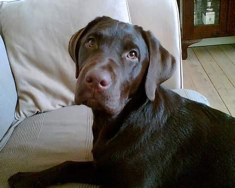 Labrador retriever Dalton billede 1