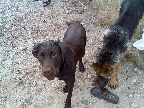 Labrador retriever Dalton billede 4